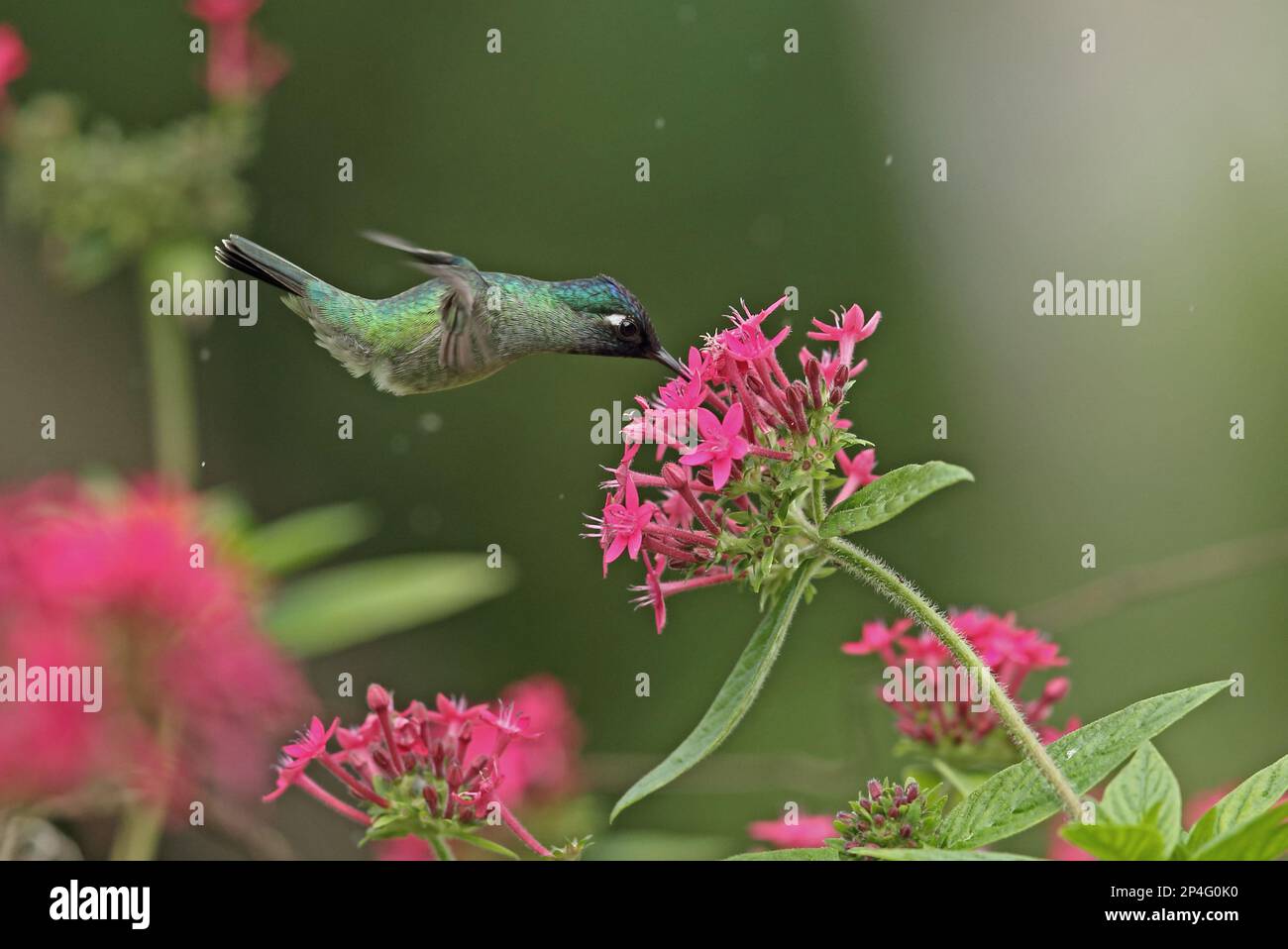 Kolibri mit violettem Kopf (Klais guimeti merrittii) männlich, im Flug, schweben und fressen bei Blume, Cerro Azul, Panama Stockfoto