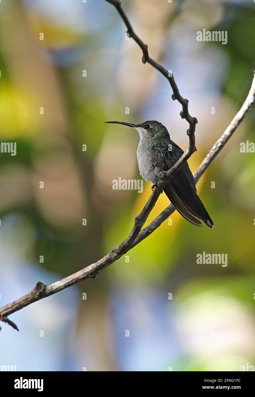 Antillean Mango (Anthracothorax dominicus dominicus), weiblich, hoch oben auf dem Zweig, Los Haitises N. P. Dominikanische Republik Stockfoto