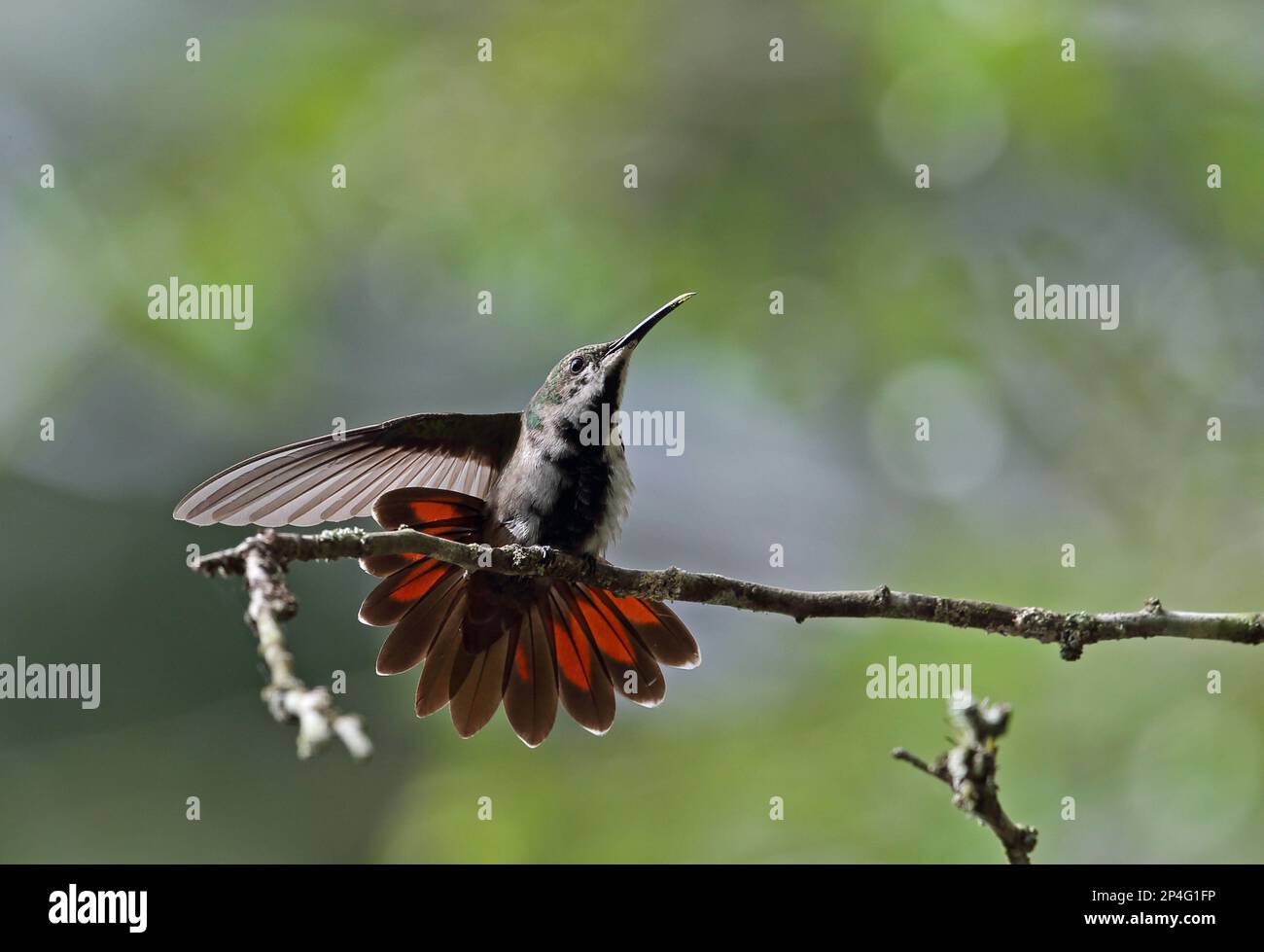 Antillean Mango (Anthracothorax dominicus dominicus) unreifer Mann, Streckflügel und Schwanz, hoch oben auf einem Zweig, Botanischer Garten, Santo Domingo Stockfoto