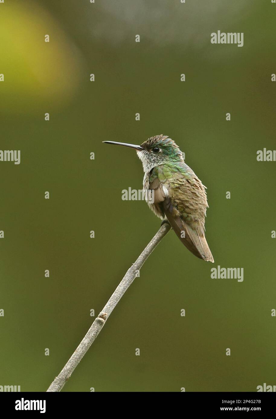 Amazilia cyanocephala cyanocephala cyanocephala, Erwachsener, auf einem Zweig, El Picacho N. P. Tegucigalpa, Honduras Stockfoto