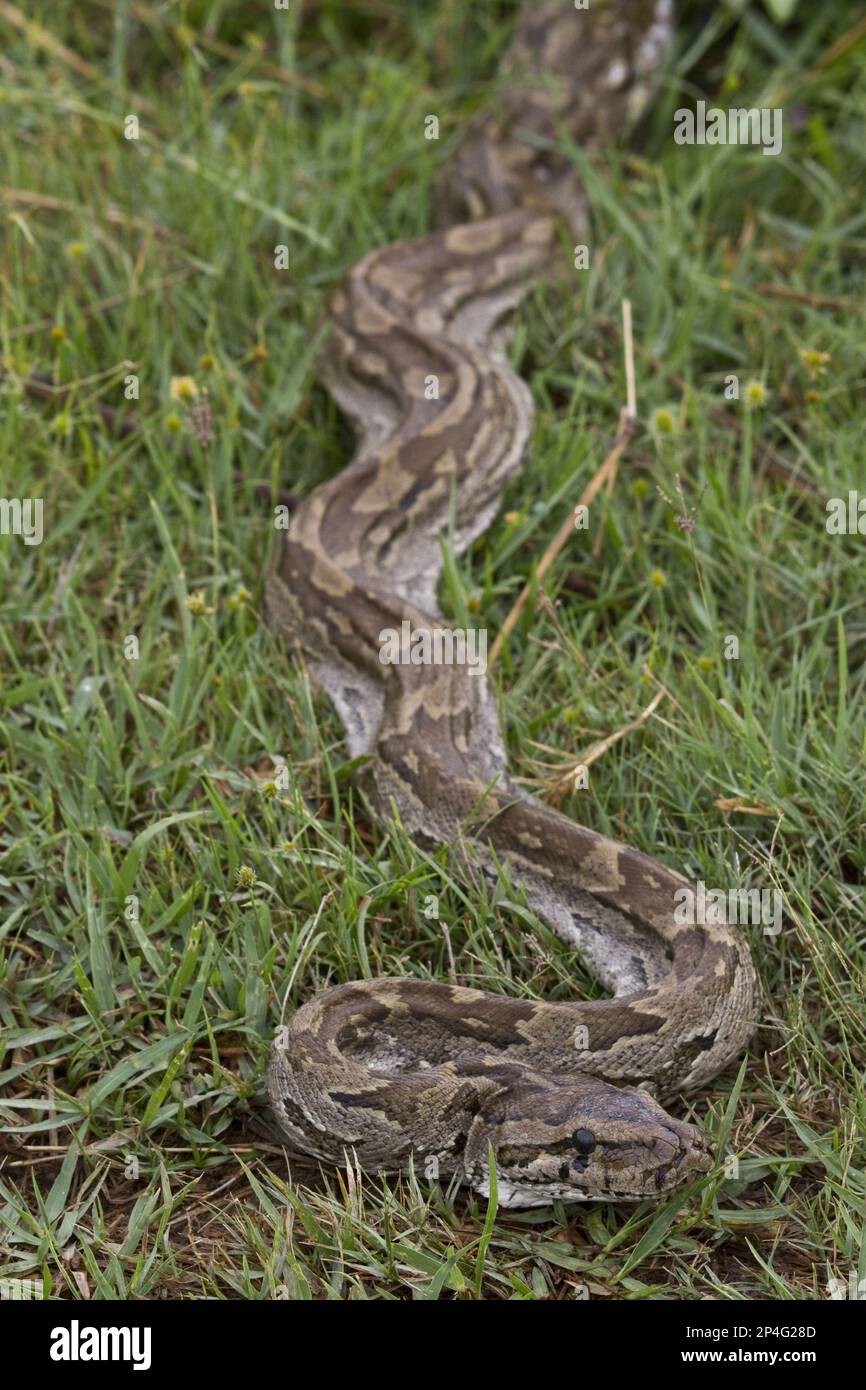 Northern Rock Python, Northern Rock Pythons, Andere Tiere, Reptilien, Schlangen, Tiere, Riesenschlangen-Rock-Python Stockfoto