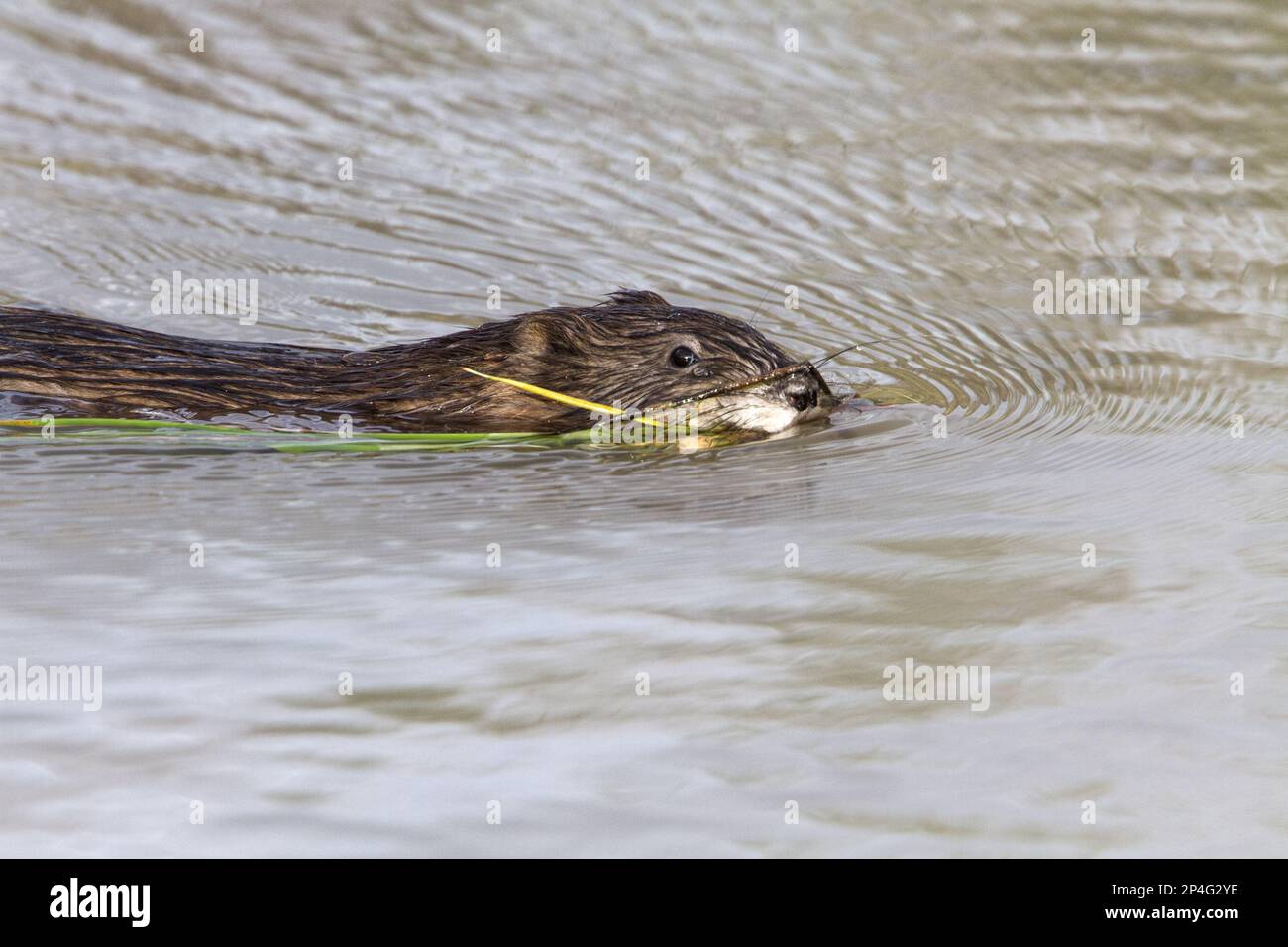 Ondatra zibethica, Muskrat, Bisamratten, Nagetiere, Säugetiere, Tiere, Muskratenschwimmen mit Vegitation, Arches-Nationalpark Utah America Stockfoto