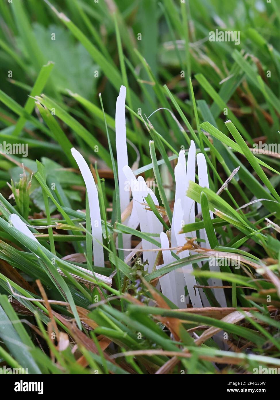 Clavaria fragilis, auch Clavaria vermicularis genannt, allgemein bekannt als Feenfinger, weiße Wurmkoralle oder weiße Spindeln, wilder Pilz aus Finnland Stockfoto