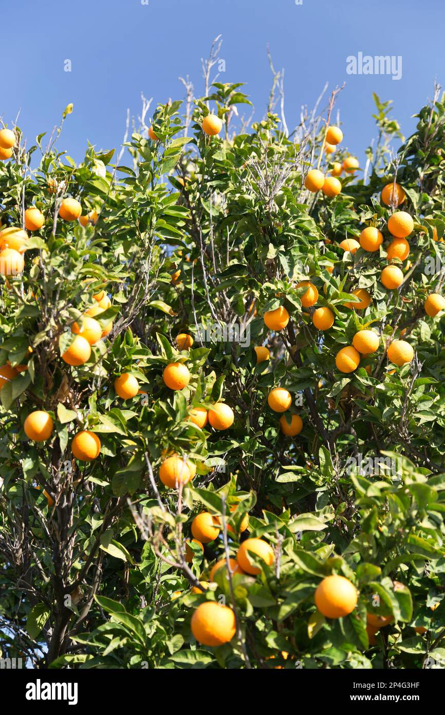 Zypern, Orangenbäume. Stockfoto