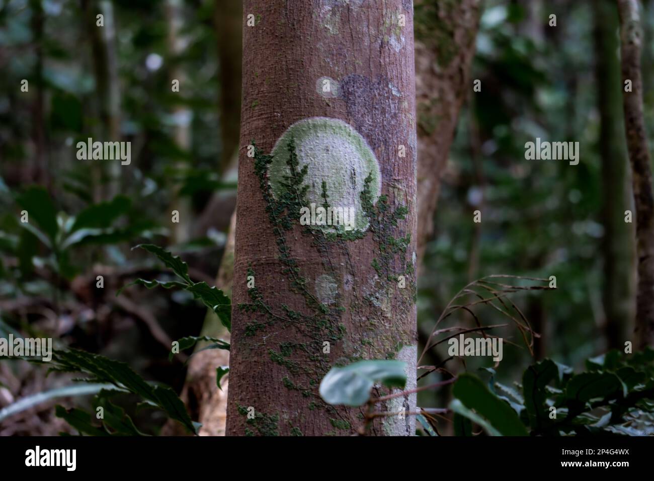 Wanderung zum Berg Koghi Dumbéa Neukaledonien Stockfoto