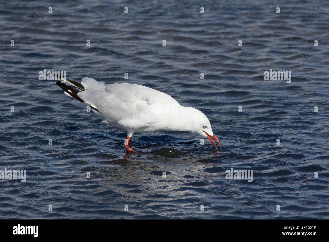 Silbermöwe (Chroicocephales novaehollandiae), die das Sediment eines flachen Sees aufrührt, um versteckte Beute zu spülen. Moneys Creek Bargara, QLD, Australien Stockfoto