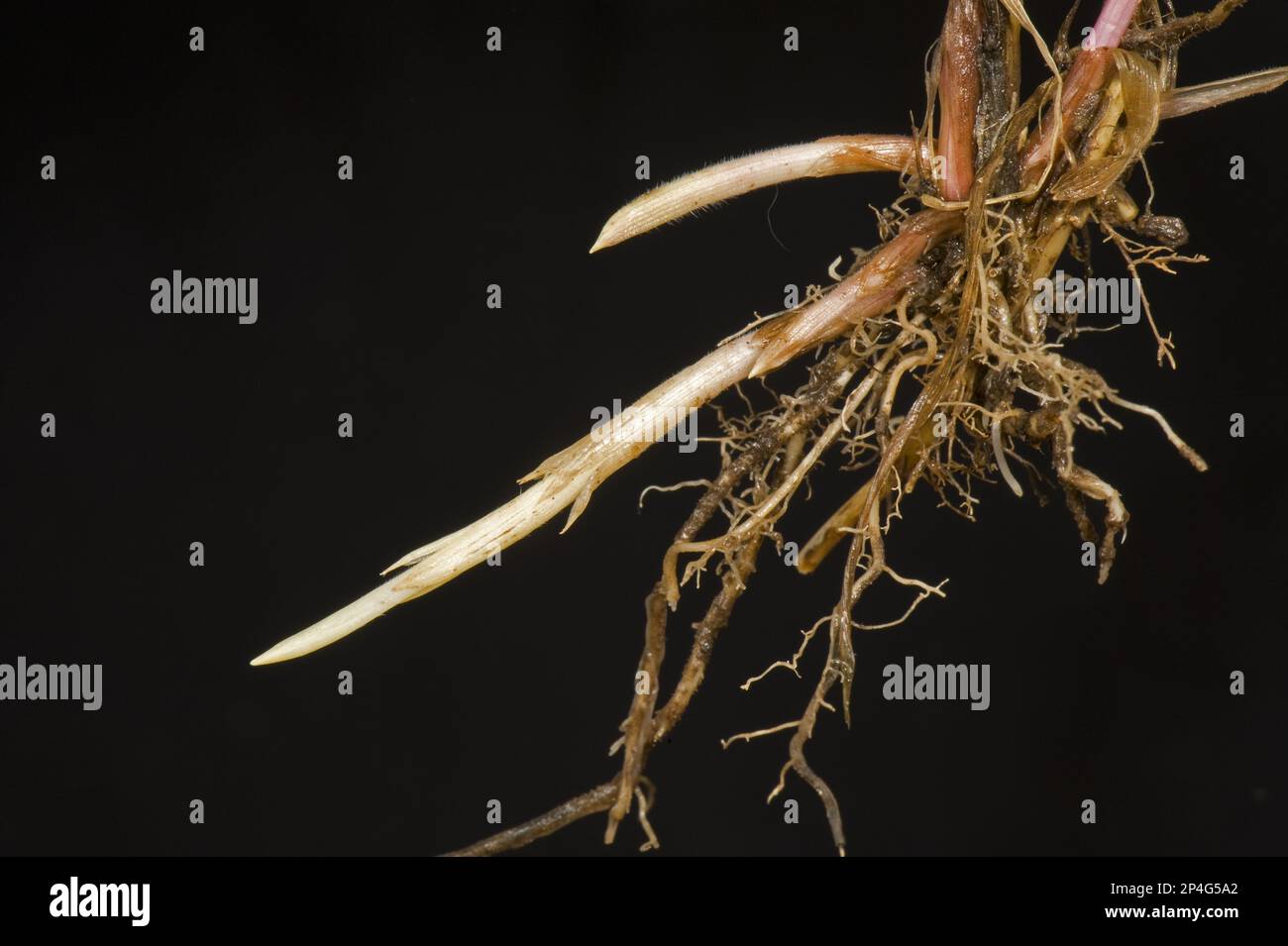 Liegen, Zucken oder Sofas (Agropyron repens), Wurzeln und sich verbreitende junge Rhizome Stockfoto