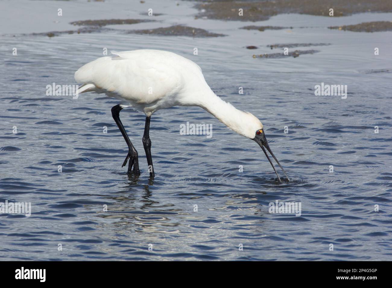 Royal Spoonbill füttert sich in den flachen Tiefen einer Lagune. Platalea regia moneys Creek Bargara Queensland Australien Stockfoto