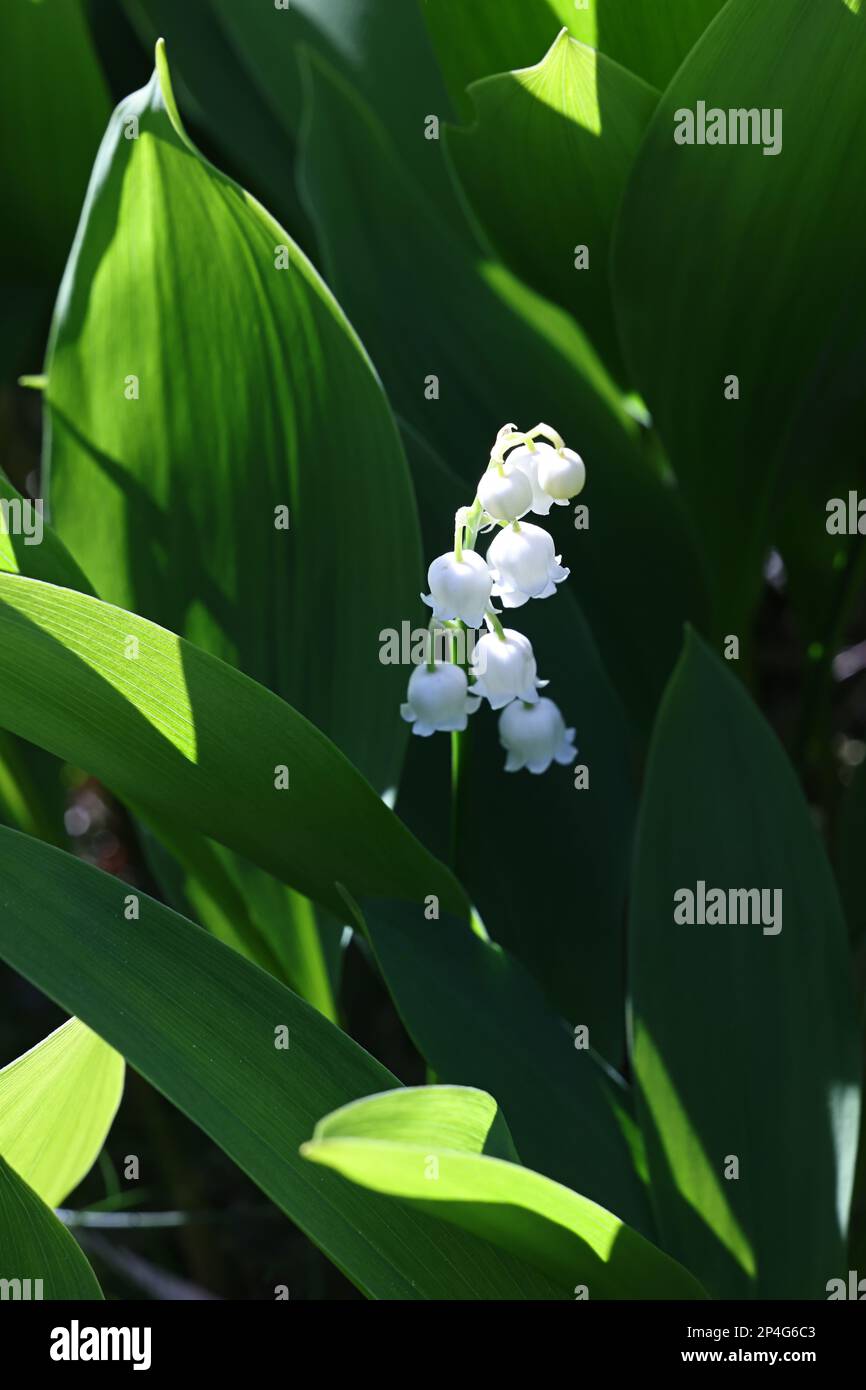 Lilie des Tals, Convallaria majalis, Wildblume aus Finnland Stockfoto