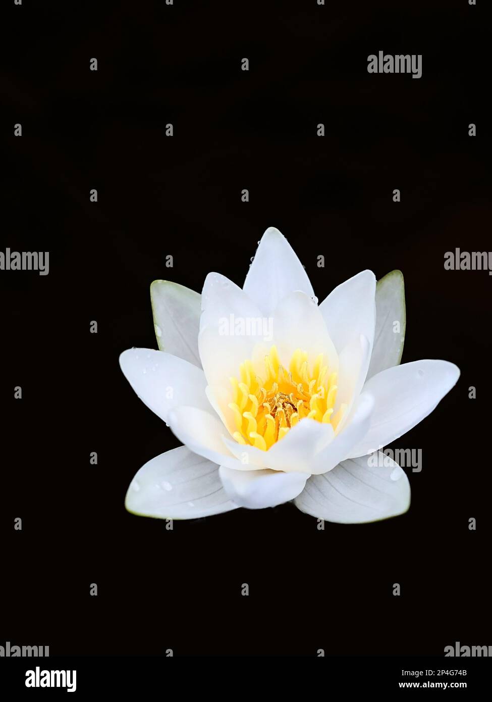 Weiße Wasserlilie, Nymphaea alba, auch bekannt als europäische Weißwasserlilie oder weiße Nenuphar, wilde Wasserblütenpflanze aus Finlnad Stockfoto