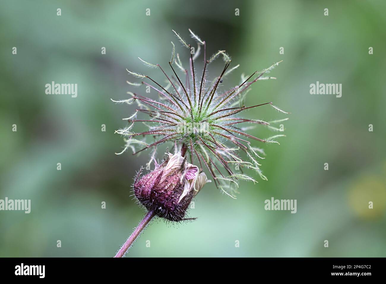 Water Avens, Geum rivale, auch bekannt als Cure all, hängende Avenien oder Wasserblumen, Wildpflanze aus Finnland Stockfoto