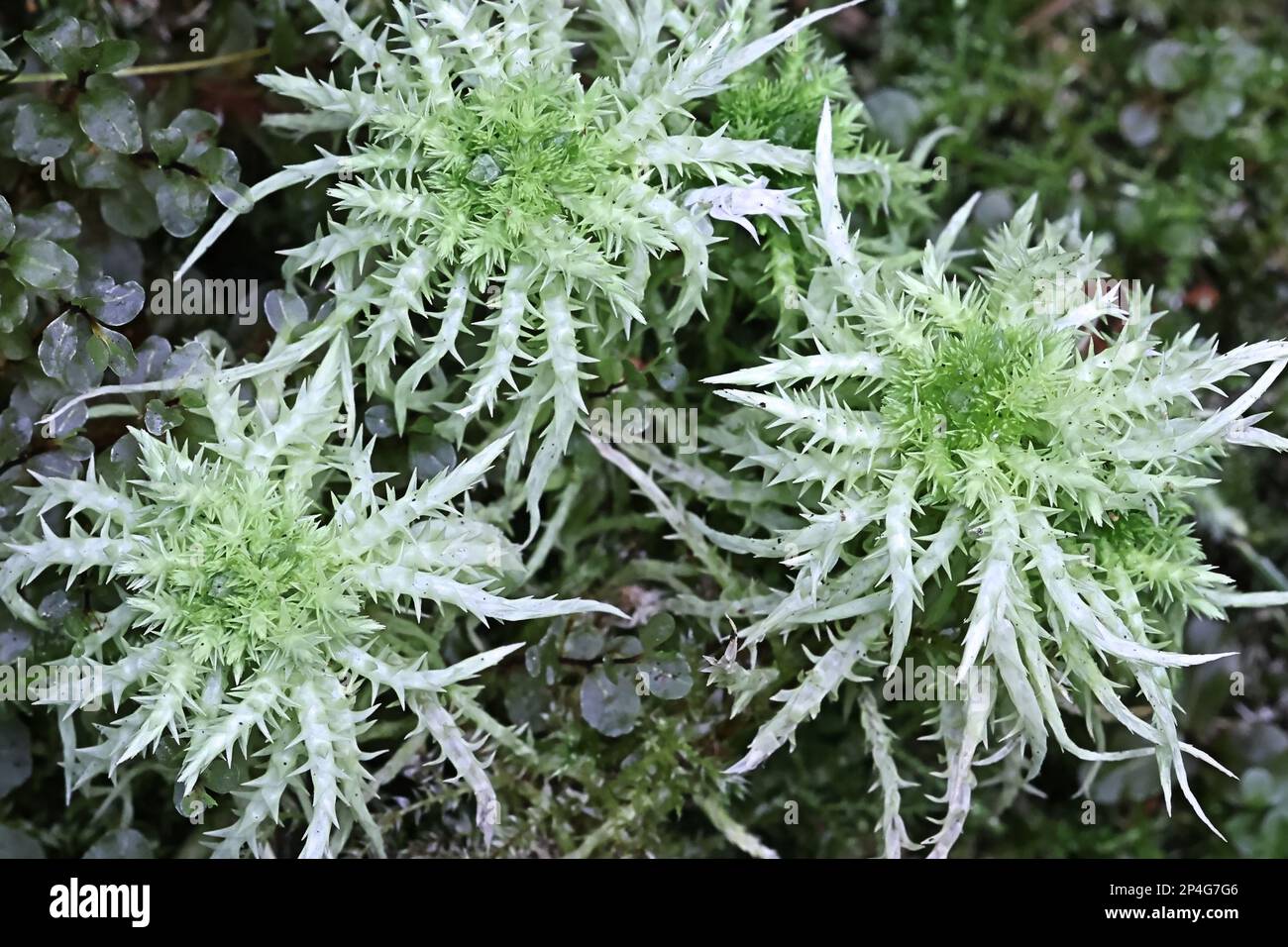 Sphagnum squarrosum, gemeinhin bekannt als scharfes Moor-Moos oder ausbreitendes Moor-Moos, medizinisches Moos aus Finnland Stockfoto