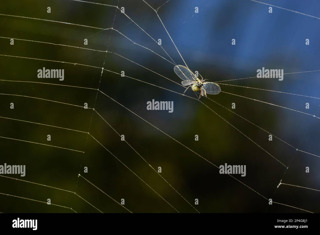 Die Beute der Spinne im Netz, die Blattläuse verhedderte sich in den Fäden des Netzes und wurde zur Beute. Stockfoto