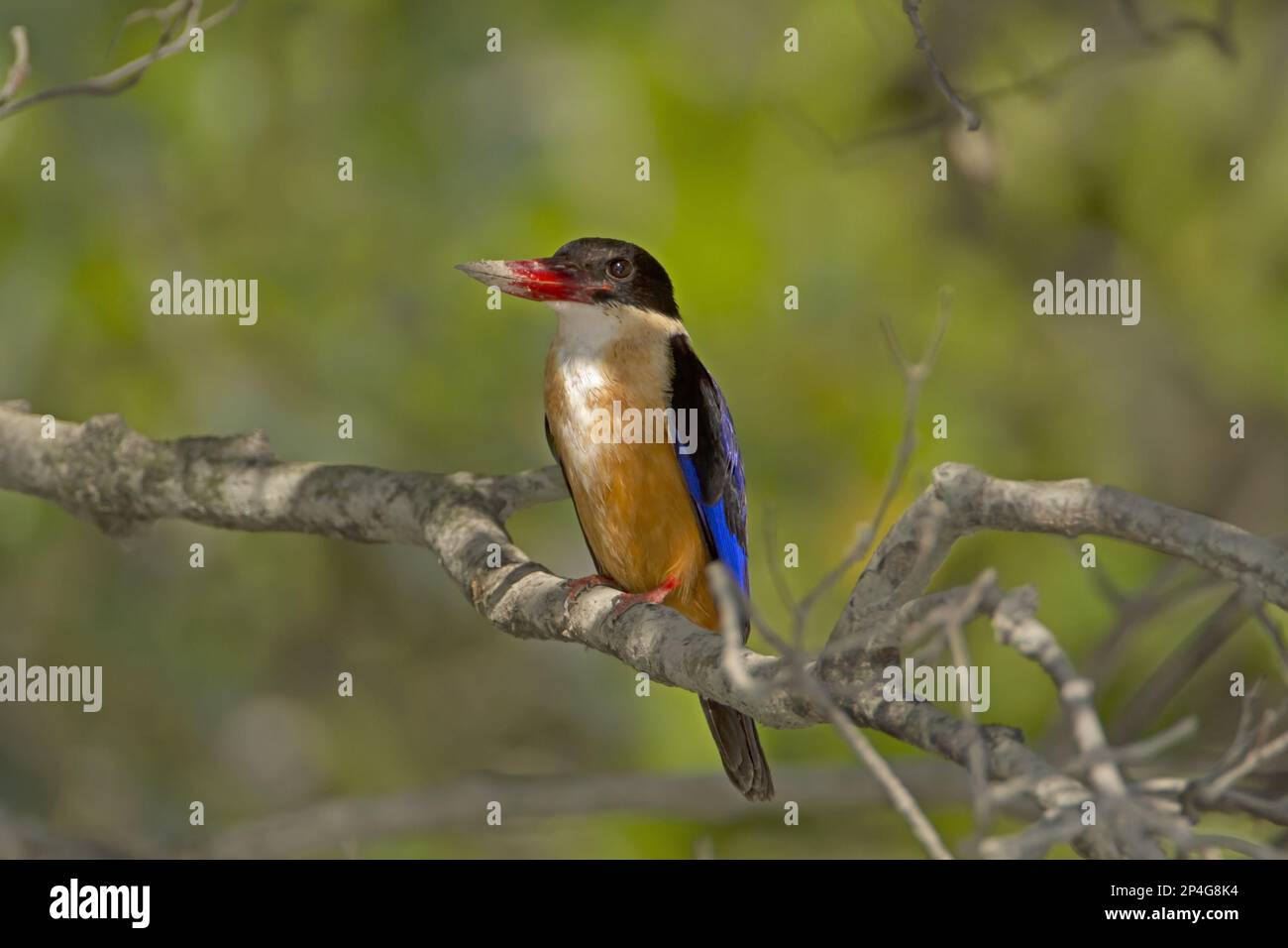 Kingfisher (Halcyon pileata) mit schwarzem Kappen, Erwachsener, mit Schlamm am Schnabel, hoch oben auf dem Ast, Sundarbans, Ganges Delta, Westbengalen, Indien Stockfoto