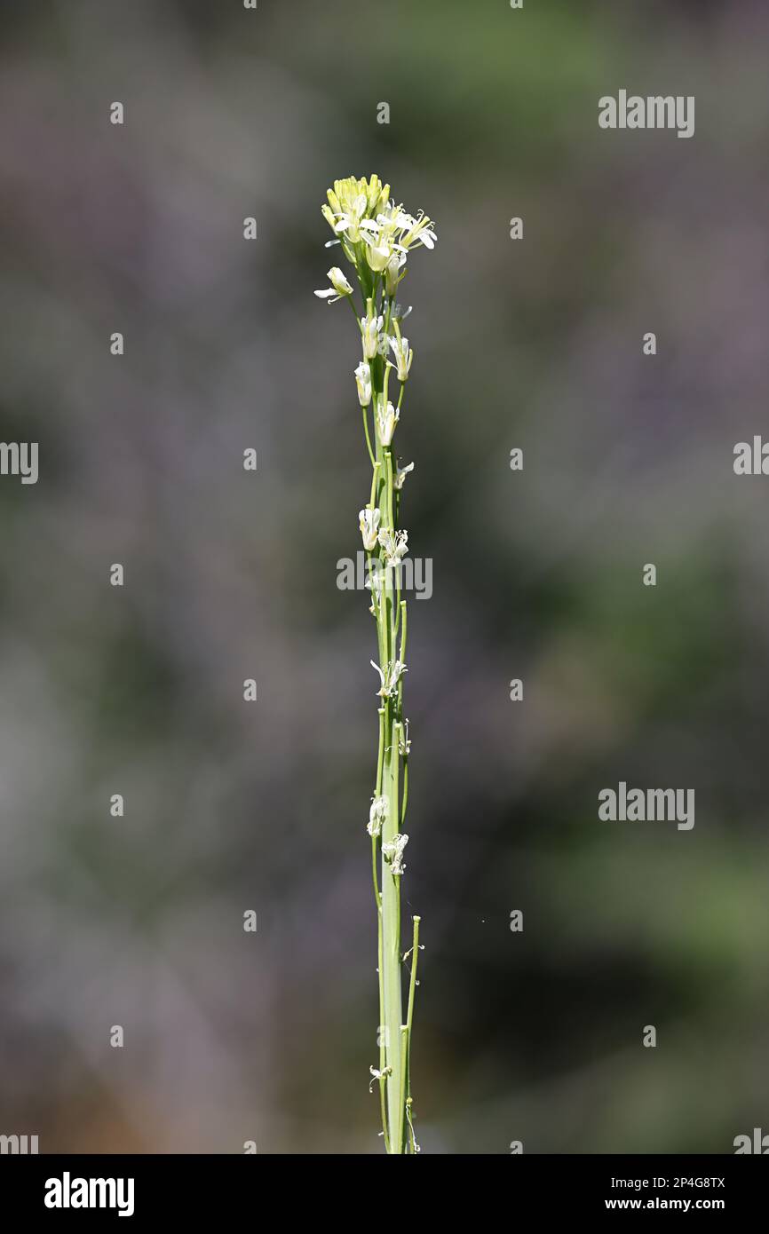Arabis glabra, auch Turritis glabra genannt, gemeinhin bekannt als Turm Senf oder Turm Felskresse, Wildpflanze aus Finnland Stockfoto