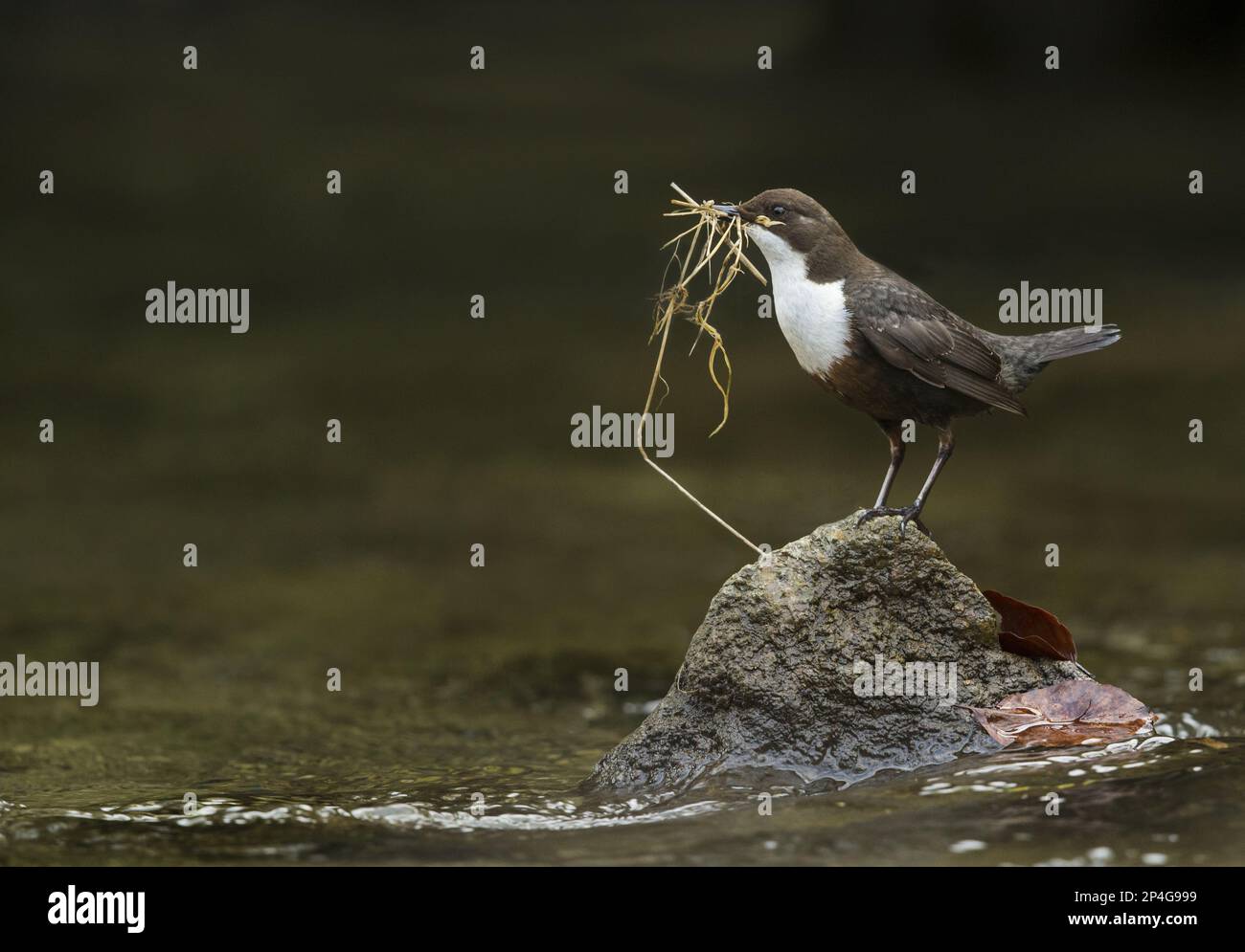 Weißkehlkopf-Dipper (Cinclus cinclus gularis), Erwachsener, Nistmaterial im Schnabel sammeln, auf Stein im Fluss, Peak District Stockfoto