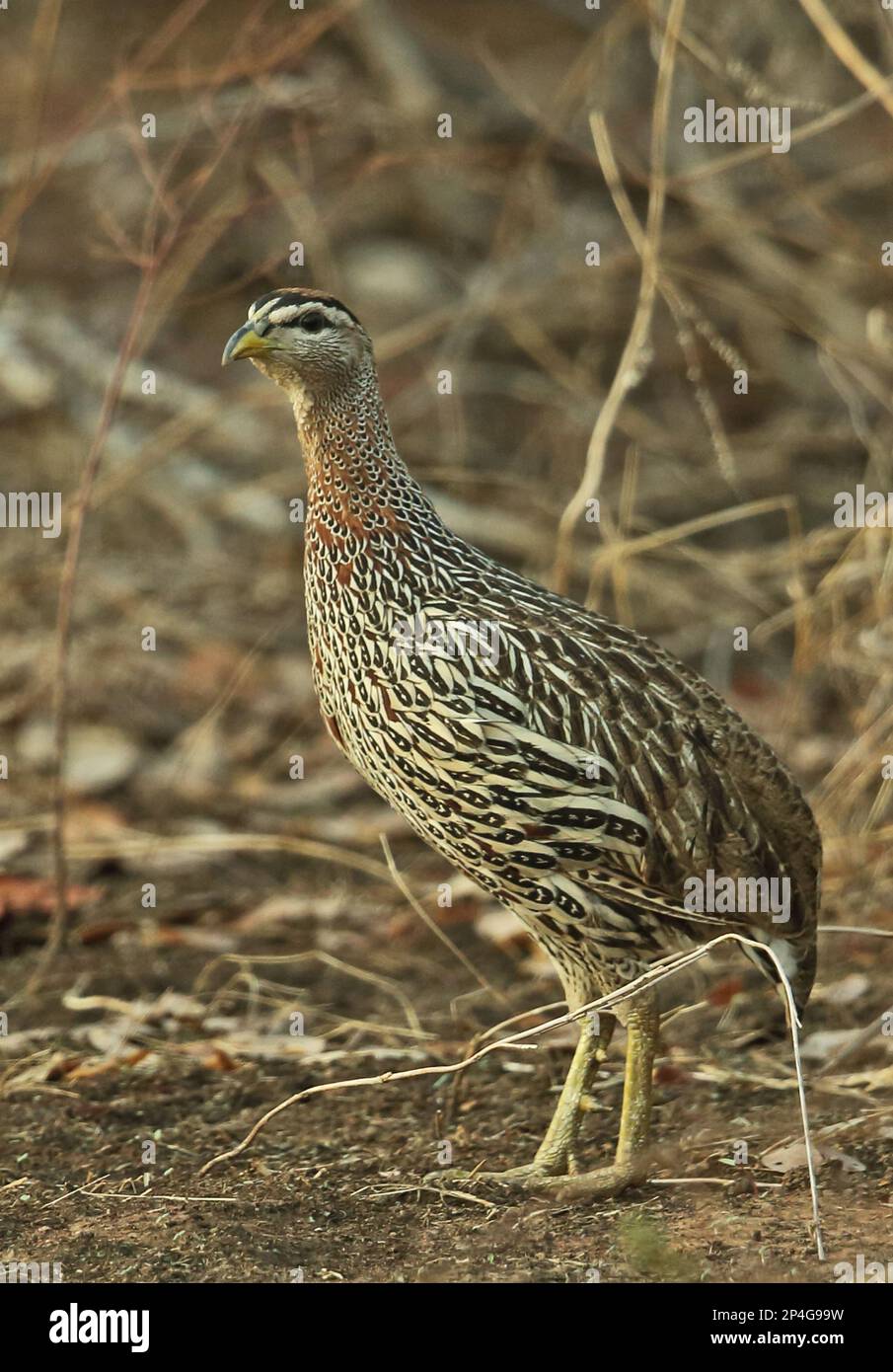 Doppelspurrer Francolin (Pternistis bicalcaratus bicalcaratus), Erwachsener, im trockenen Busch stehend, Maulwurf N. P. Ghana Stockfoto