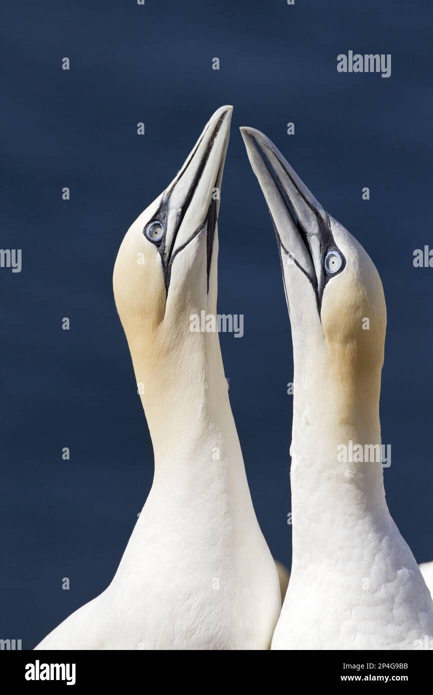 Northern Gannet (Morus bassanus), Erwachsenenpaar, Nahaufnahme von Kopf und Hals, in der Himmelsrichtung, Bass Rock, Firth of Forth, East Lothian, Schottland Stockfoto