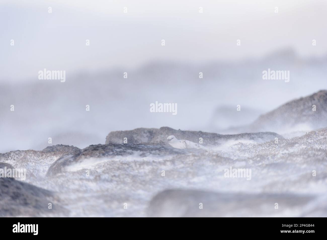 Rock Ptarmigan (Lagopus muta) männlich, nicht züchtend, Schutz zwischen Felsen im Schnee, Cairngorms N. P. Grampian Mountains, Highlands Stockfoto