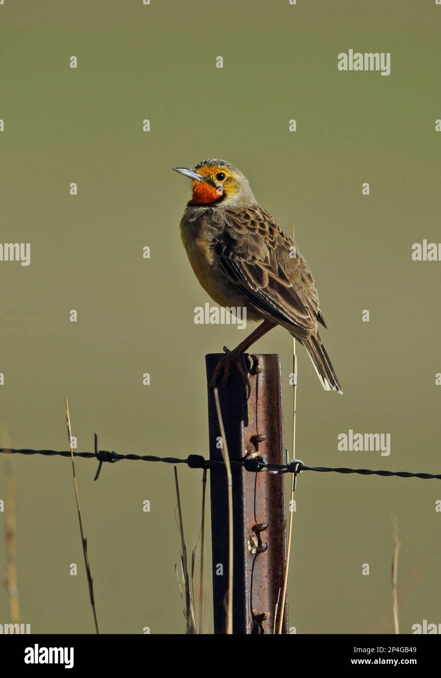 Orangenwurzelpfeife (Macronyx capensis colletti), männlicher Erwachsener, sitzt auf einem Zaunpfahl, Wakkerstroom, Mpumalanga, Südafrika Stockfoto