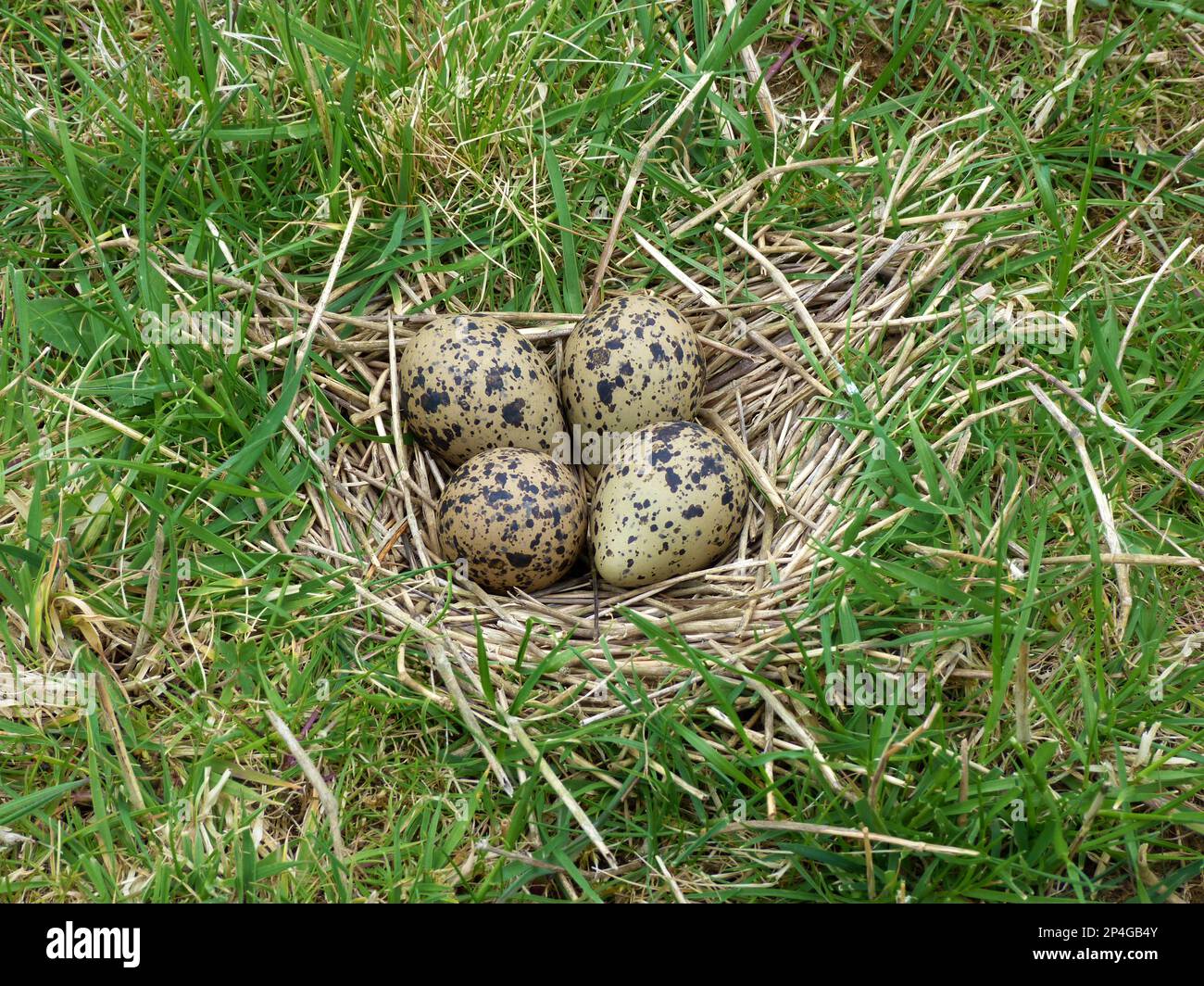 Nördlicher Lapwing (Vanellus vanellus) vier Eier auf Nest in Wiese, Leicestershire, England, Vereinigtes Königreich Stockfoto