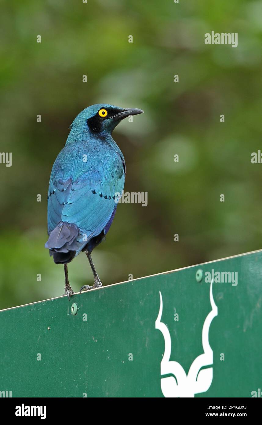 Glossy Starling (Lamprotornis chalybaeus nordmanni), Erwachsener, auf Parkschild, Kruger N. P. Great Limpopo Transfrontier Park, Süden Stockfoto