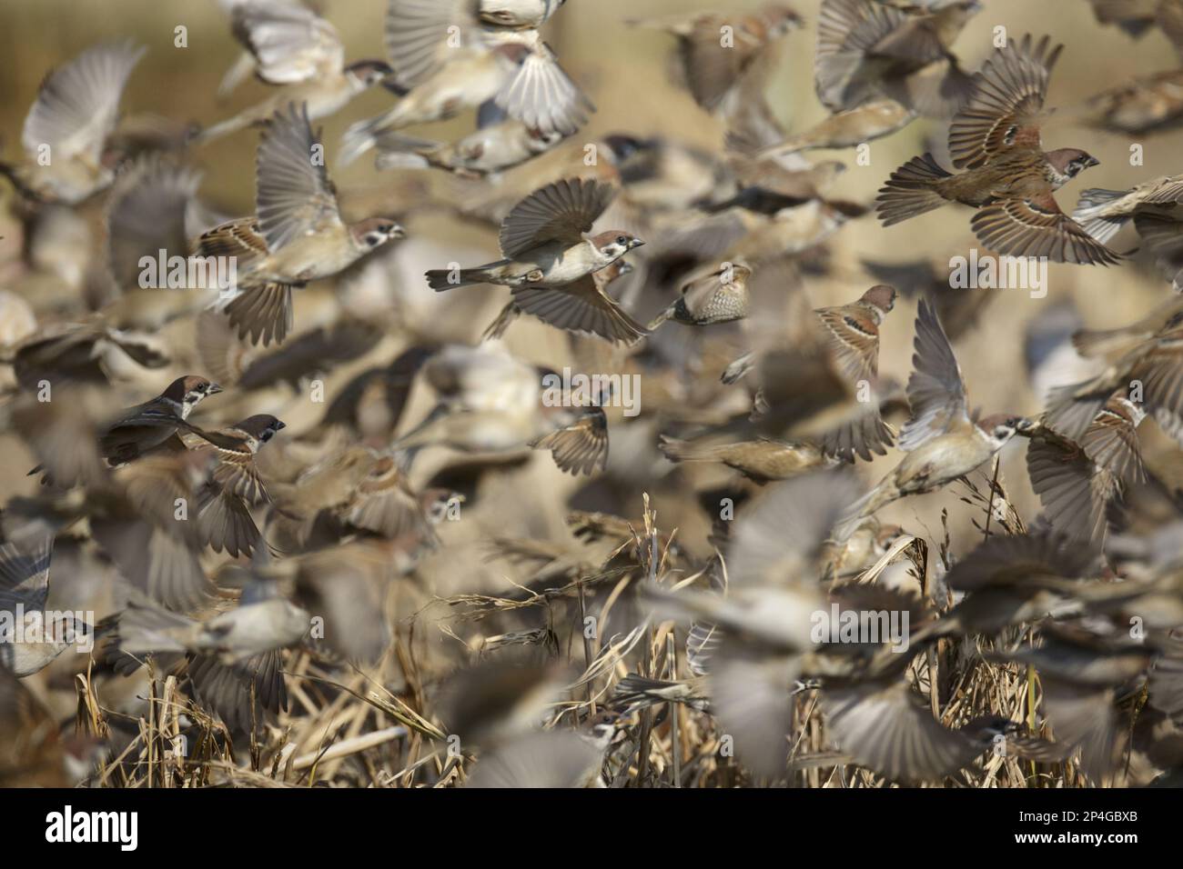 Herde des eurasischen baumspatzen (Passer montanus), im Flug, Abflug vom Feld, Long Valley, New Territories, Hongkong, China Stockfoto