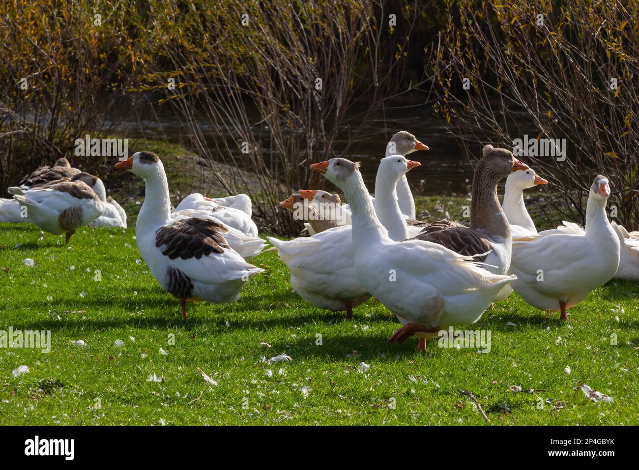 Graue wunderschöne Gänse auf einer Weide auf dem Land wandern auf dem grünen Gras. Nutzvögel. Tierzucht. Stockfoto