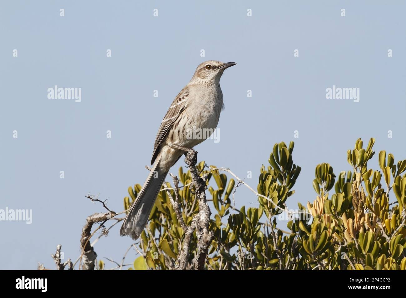Bahama Mockingbird (Mimus gundlachii), Erwachsener, hoch oben auf dem Ast, Cayo Coco, Jardines del Rey, Ciego de Avila Province, Kuba Stockfoto
