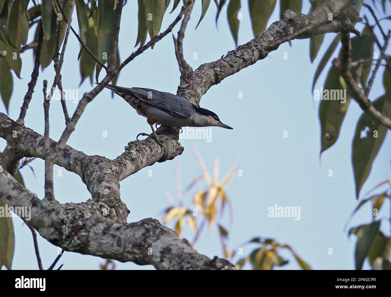 Giant Nuthatch (Sitta magna magna), Erwachsener, sitzt auf einem Zweig, Doi lang, Doi Pha Hom Pok N. P. Chiang Mai Province, Thailand Stockfoto