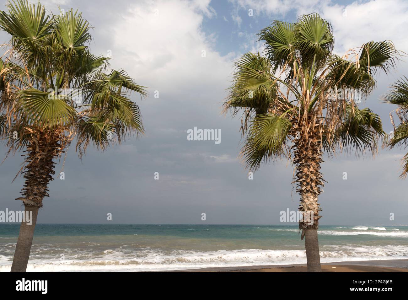 Zypern, Palmen am Strand in der Nähe von Pathos. Stockfoto