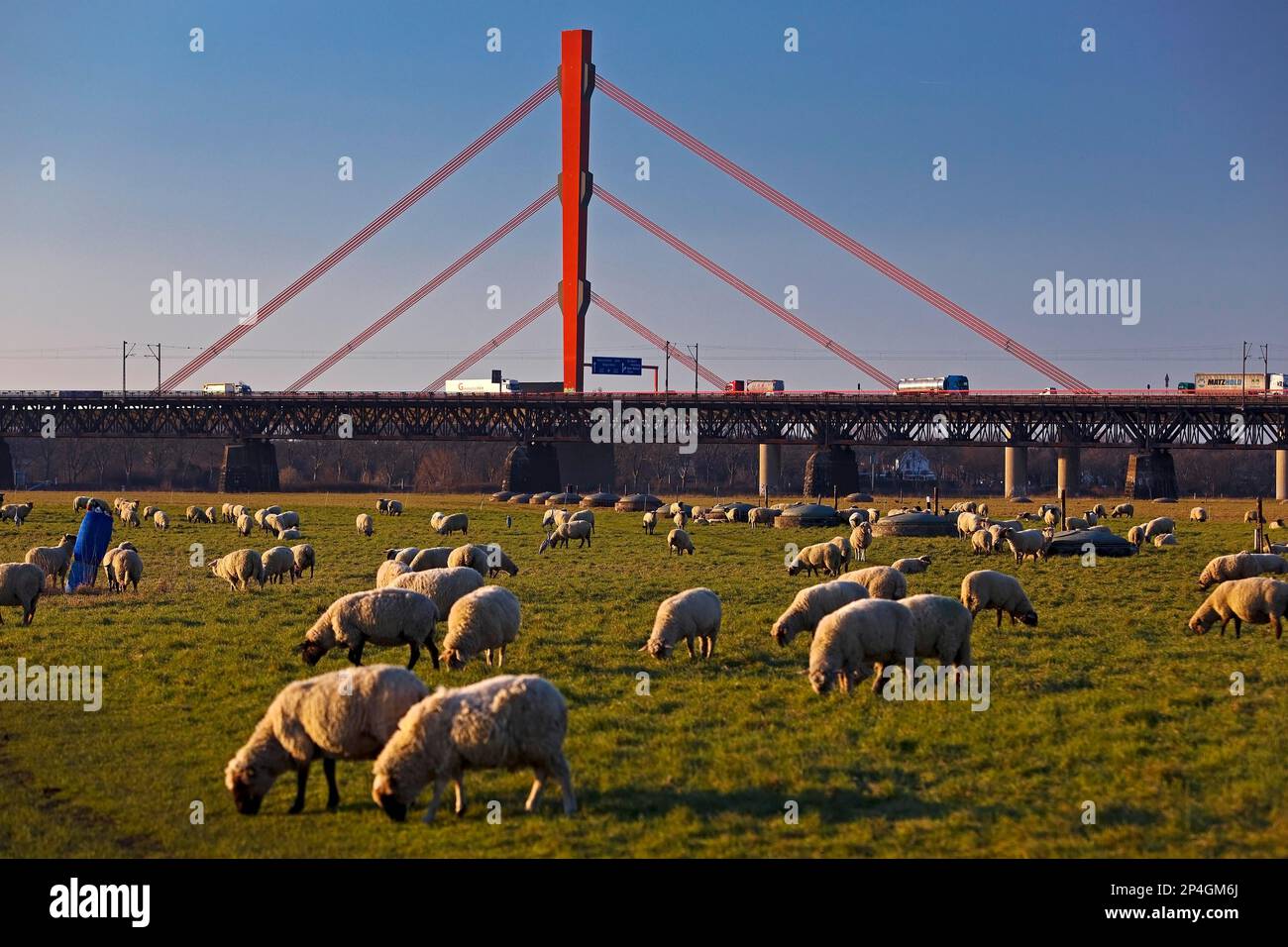 Schafe auf den Rheinwiesen mit der Autobahnbrücke Beeckerwerth der A 42, Duisburg, Ruhrgebiet, Nordrhein-Westfalen, Deutschland Stockfoto