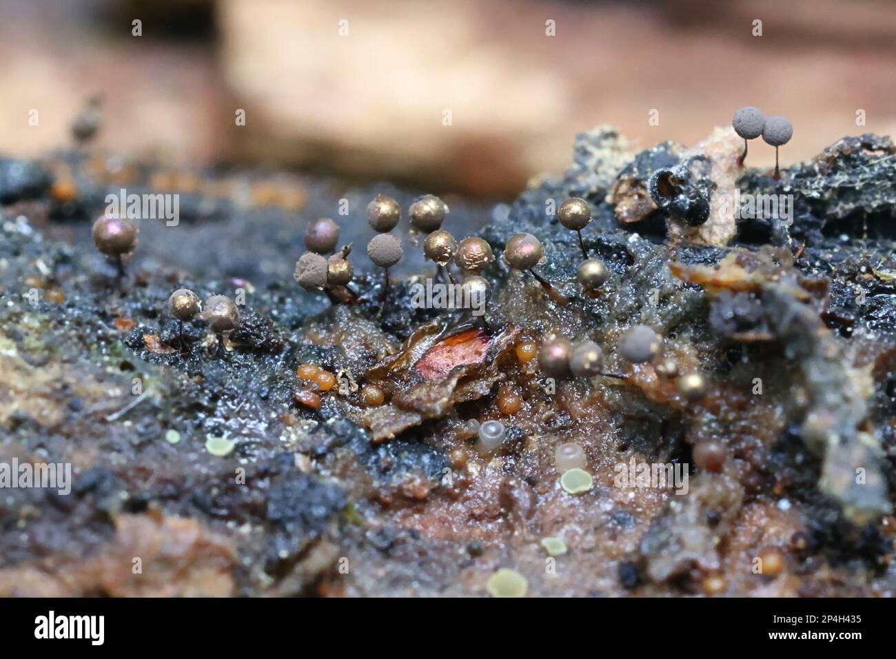 Lamproderma arcyrionema, Schleimschimmel aus Finnland, kein gebräuchlicher englischer Name Stockfoto