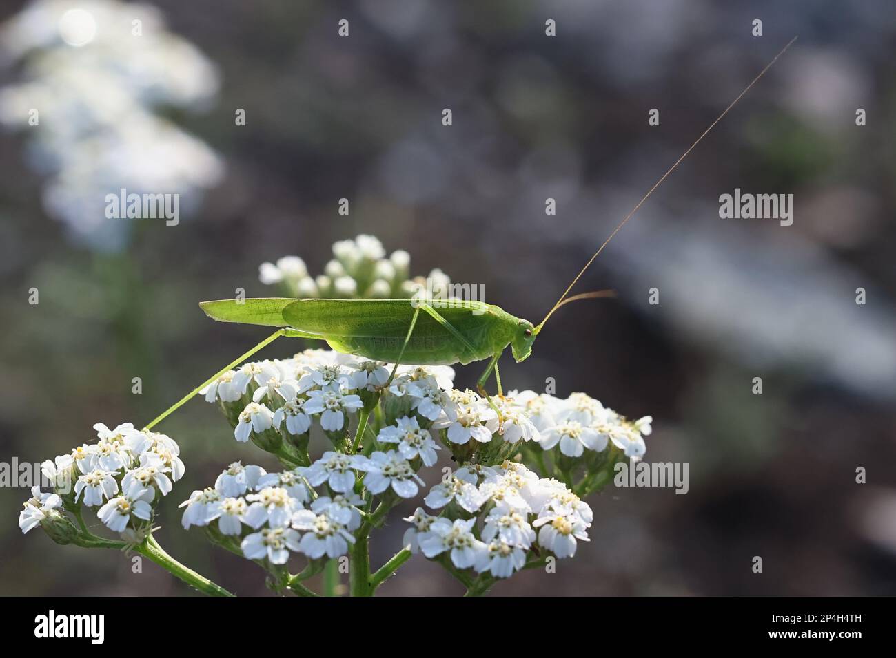 Phaneroptera falcata, gemeinhin bekannt als Sichelbuschkricket Stockfoto