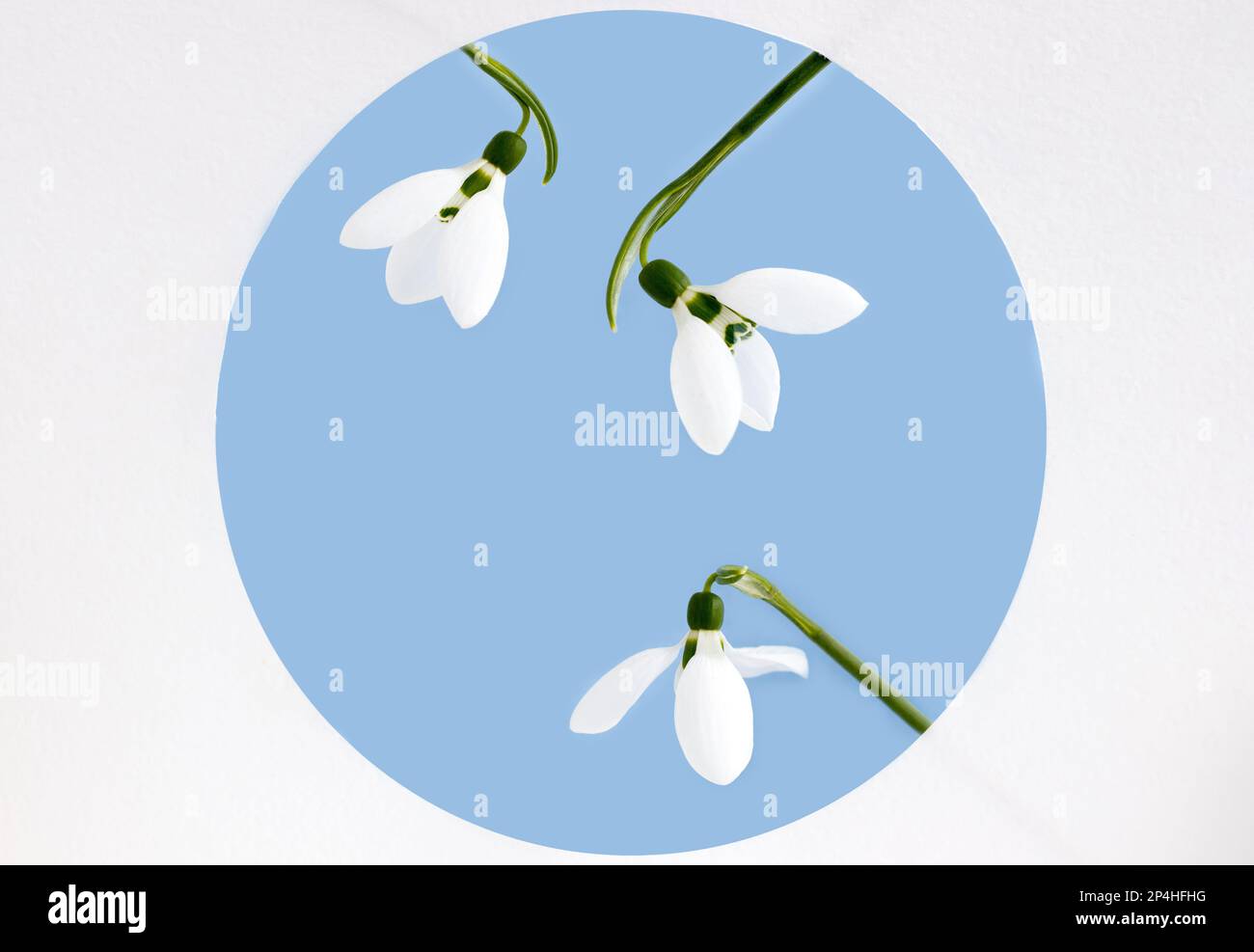 Erste Waldblumen Schneeglöckchen im blauen Kreis oder Hochzeits-Chiffon Stockfoto