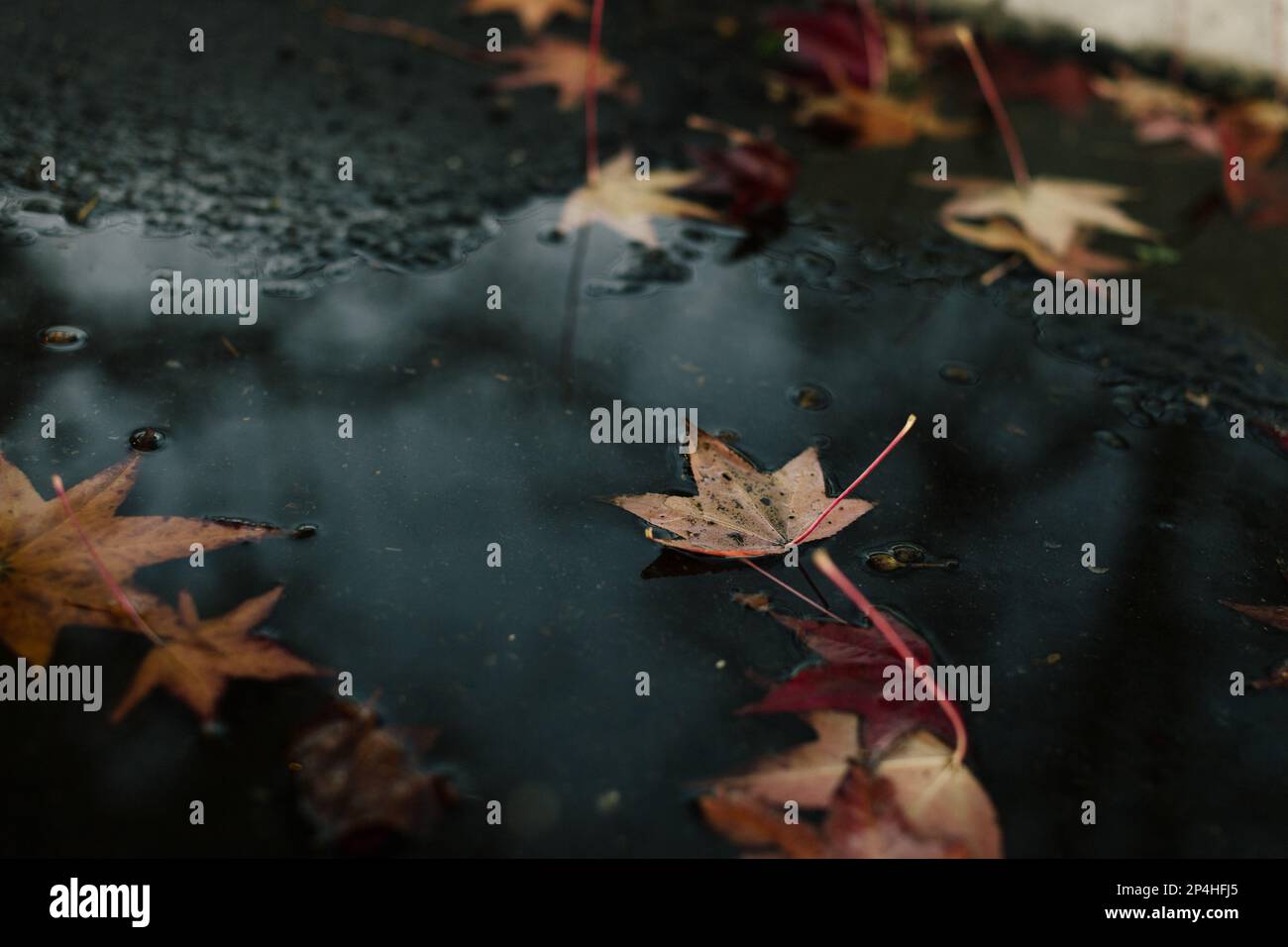 Herbstblätter ruhen auf einer Pfütze im Asphalt Stockfoto