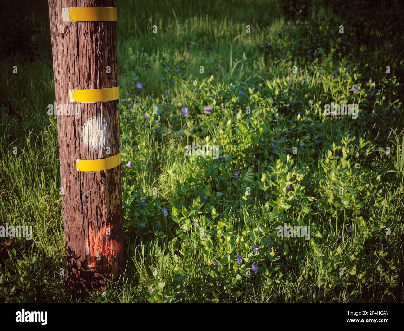 Telefonmast mit drei gelben Leitungen im Grasfeld Stockfoto