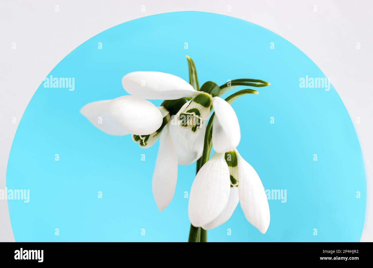 Erste Waldblumen Schneeglöckchen im blauen Kreis oder Hochzeits-Chiffon Stockfoto