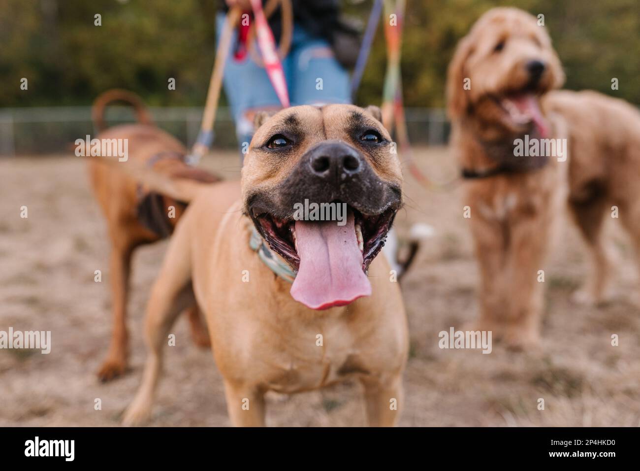 Happy Boxer Mastiff vermischt Lächeln mit ausgestreckter Zunge und anderen Hunden Stockfoto