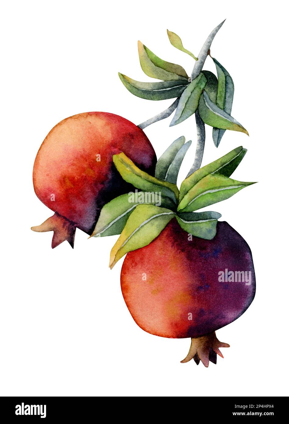 Zwei hellrote, wässrige Granatäpfel mit grünen Blättern auf einem Zweig, isoliert auf weißem Hintergrund. Stockfoto