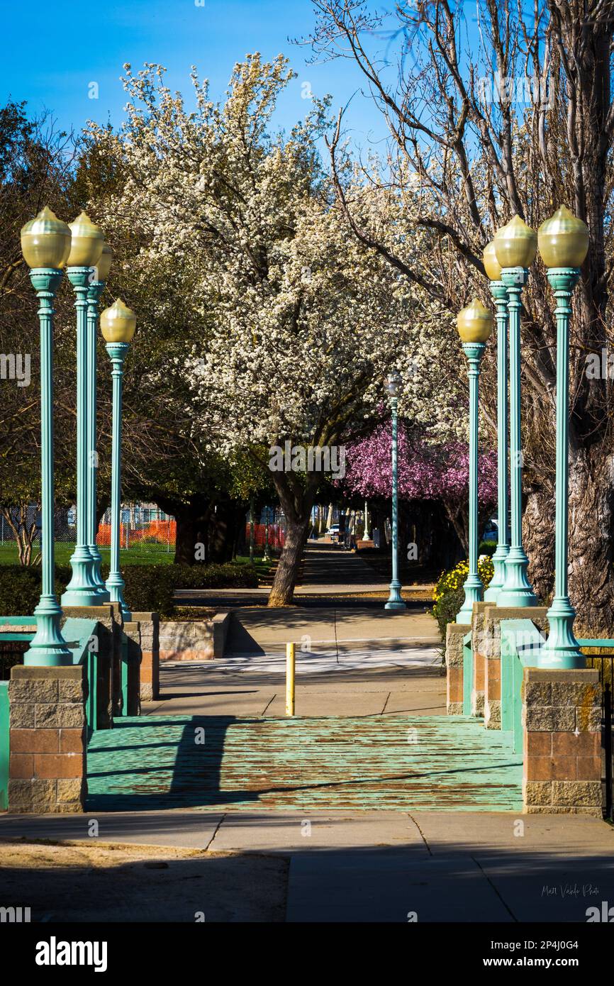 Brücke in Elk Grove, CA, mit vielen blühenden Bäumen im Frühling Stockfoto