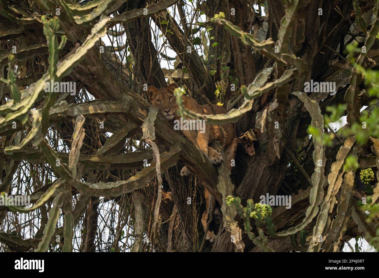 Der Löwe klettert auf Bäume im Queen Elizabeth Nationalpark uganda Stockfoto