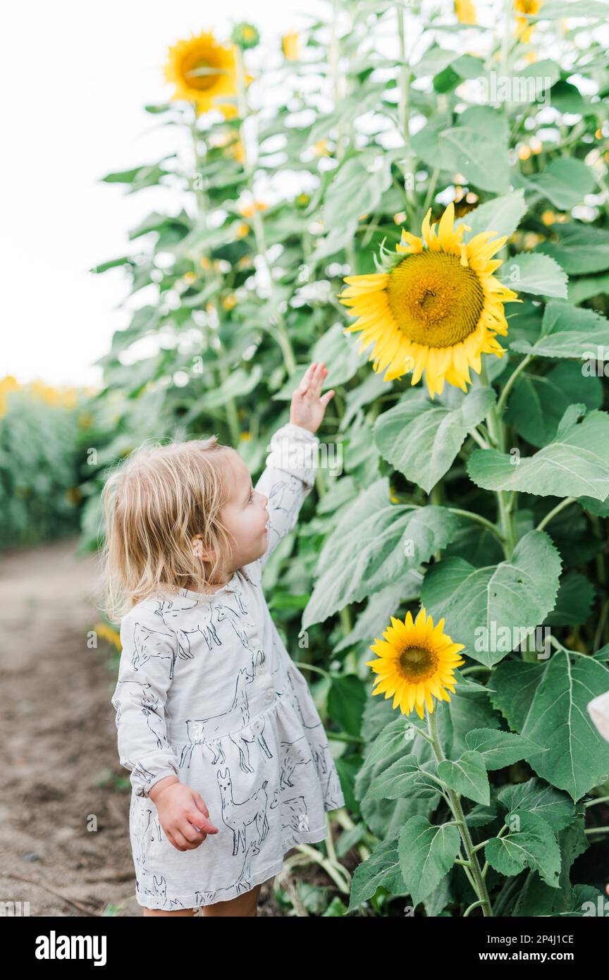 Das Kind genießt Sonnenblumenfelder in Oregon Stockfoto
