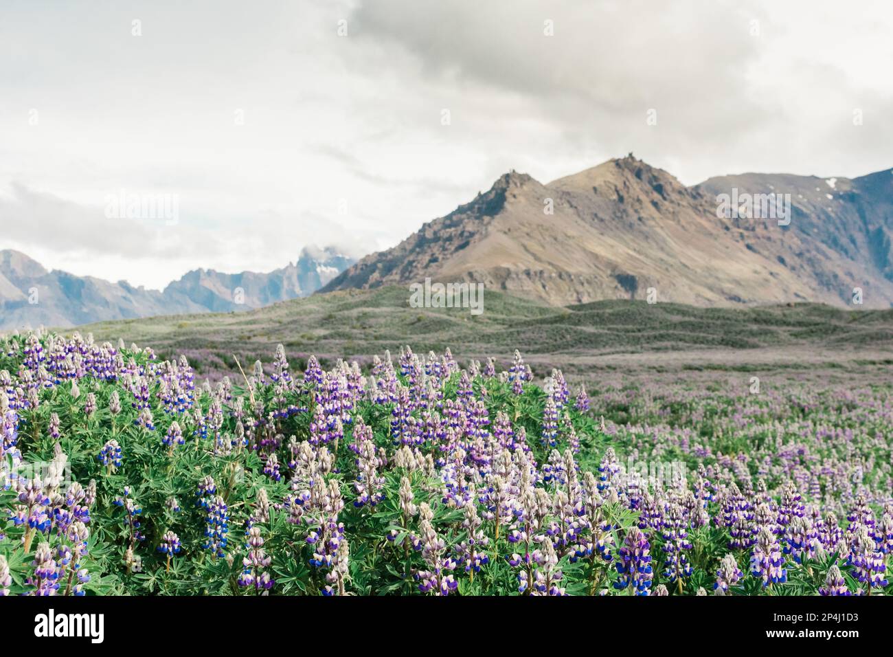 Lila Lupinen Wildblumen und Berge Stockfoto
