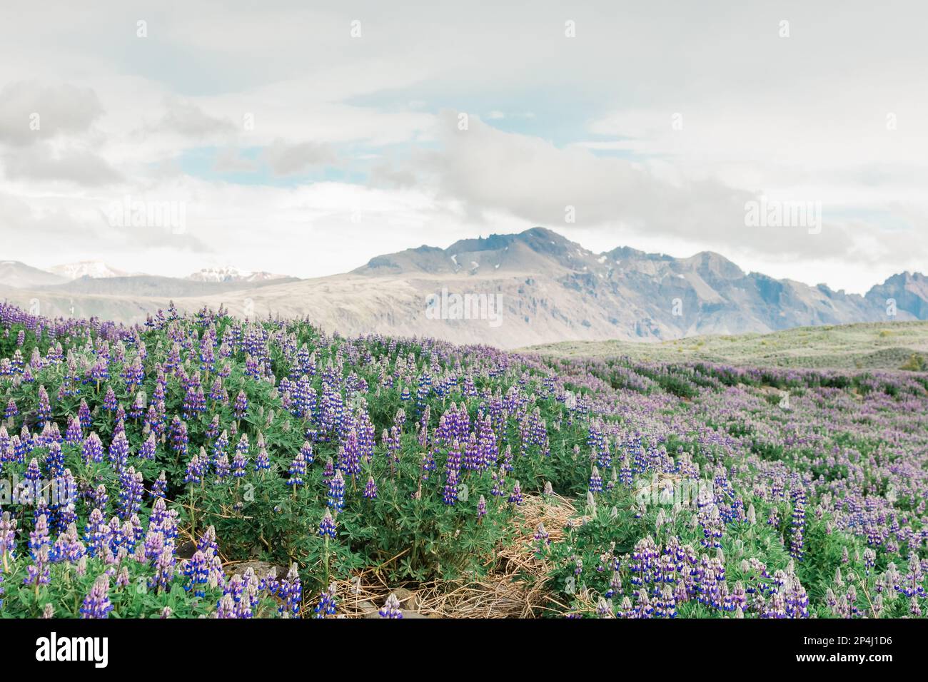 Sehenswürdigkeiten Islands Roadtrip : Purple Wildflowers Stockfoto
