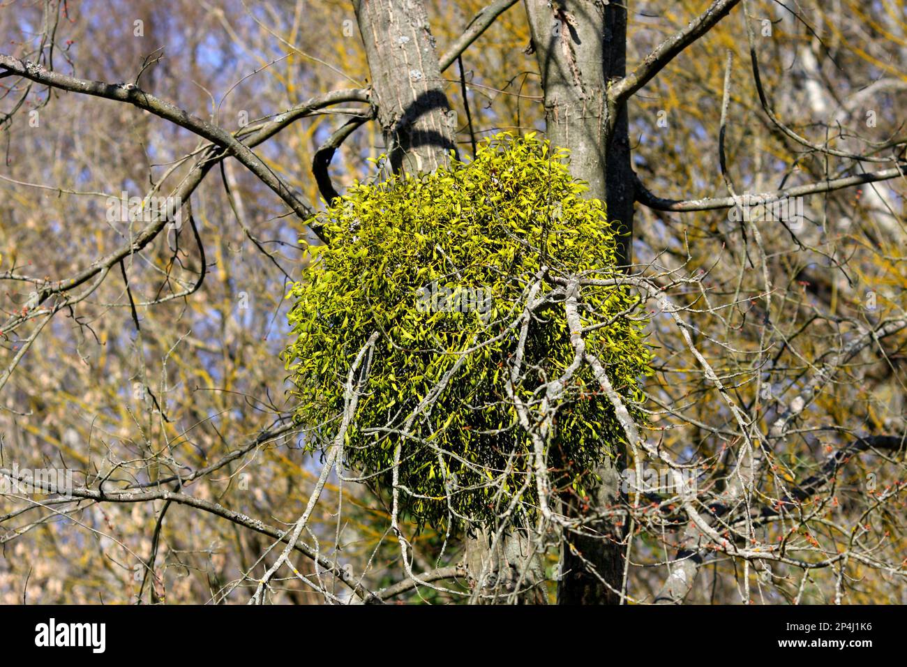 Parasitäre europäische Mistel, Viscum Album, wächst auf einem Baum, Alcsut Arboretum, Alcsutdoboz, Ungarn Stockfoto