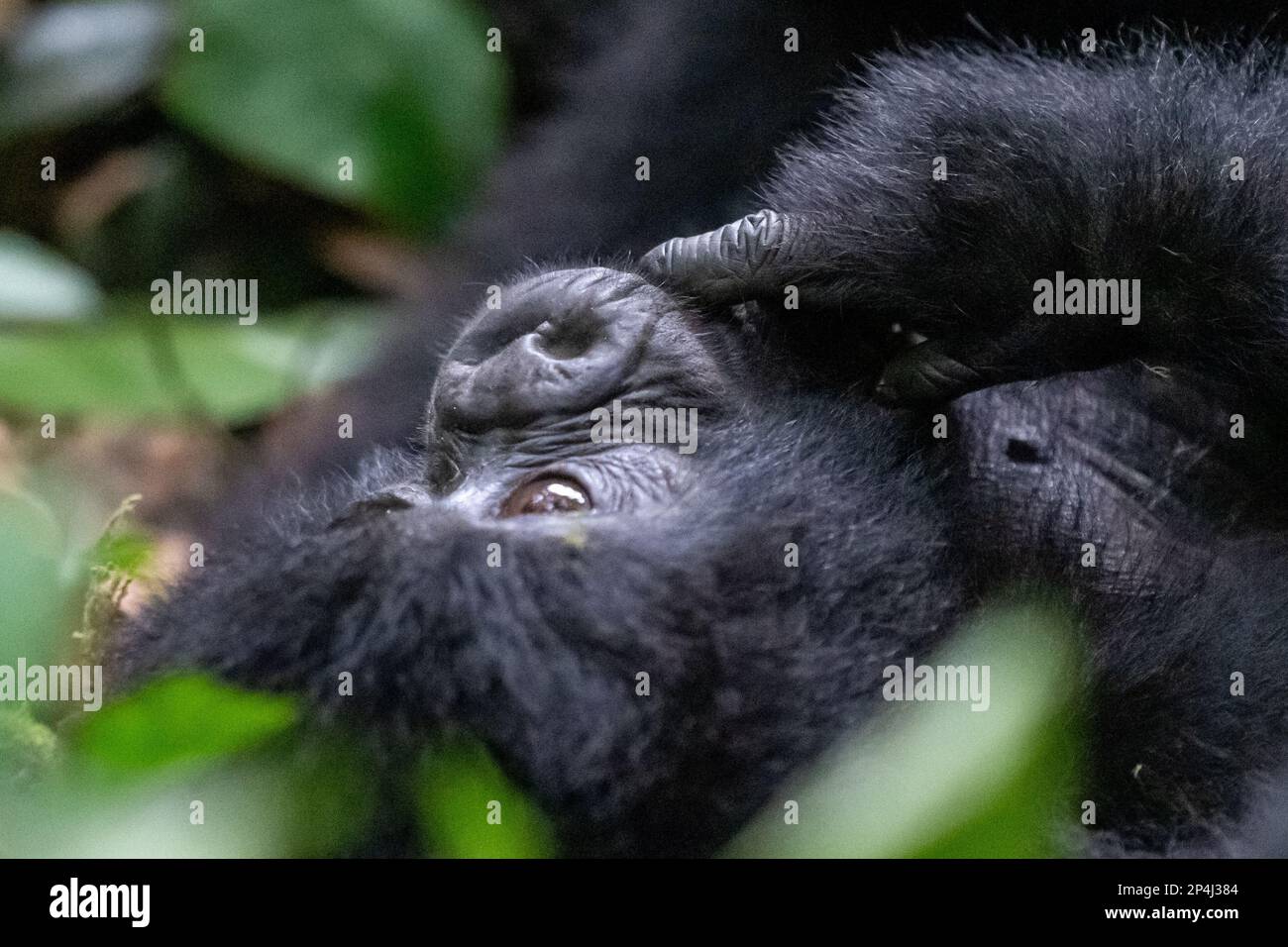 Ein einjähriger Baby-Gorilla, der in den Himmel blickt, im Bwindi Impenetrable National Park Stockfoto