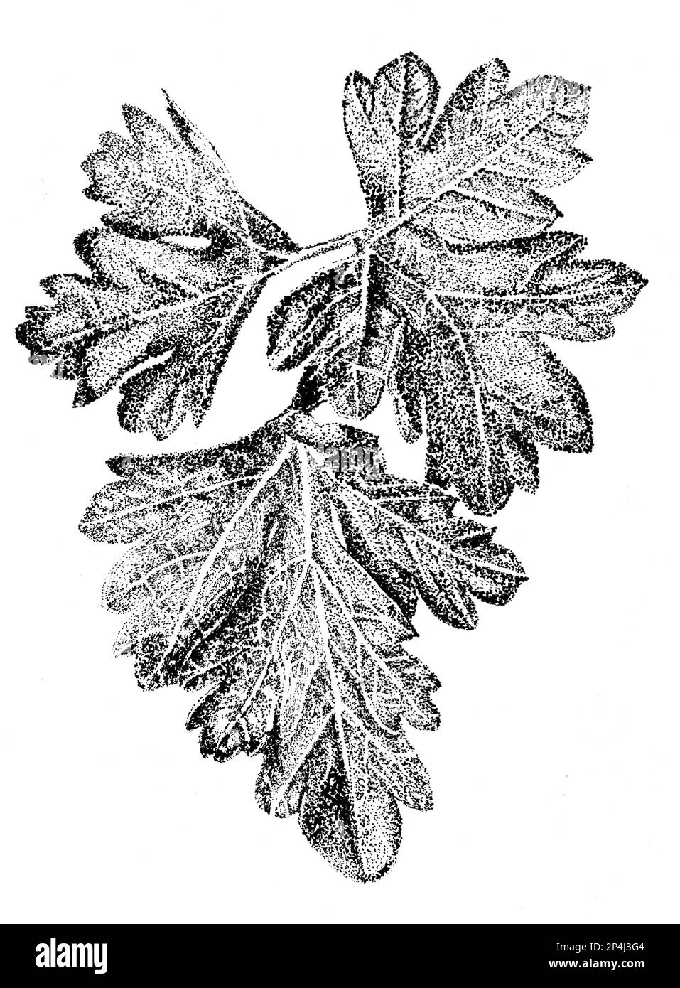 Petersilie-Kraut, handgezeichnet in Tinte im Stile der Stielspitzen. Stockfoto