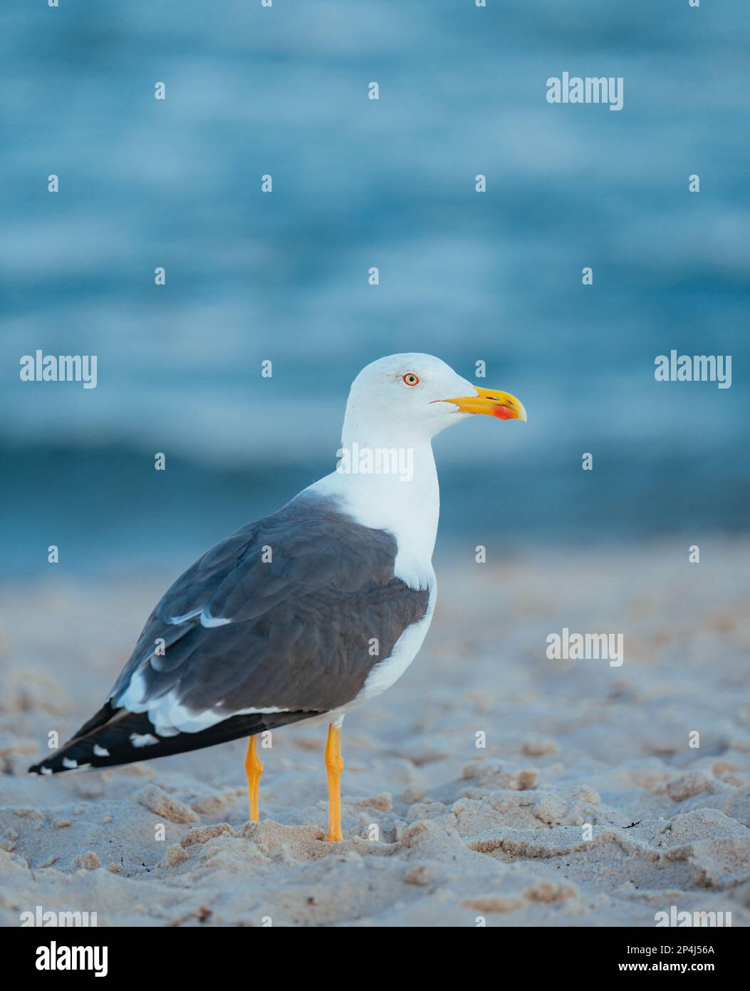 möwe am Strand von miami Stockfoto