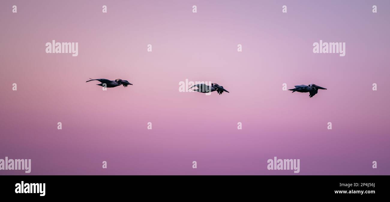 Vögel fliegen im Himmel Pelikan miami Florida Stockfoto